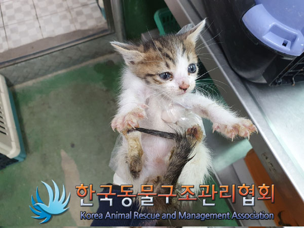 한국동물구조관리협회_411306202300343